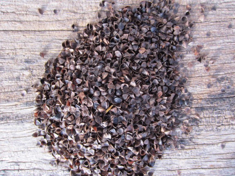 Buckwheat Hulls Carolina Morning